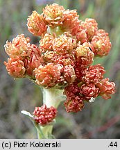 Helichrysum arenarium