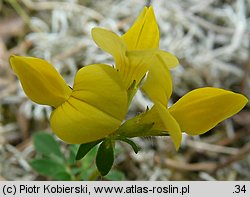 Lotus corniculatus (komonica zwyczajna)