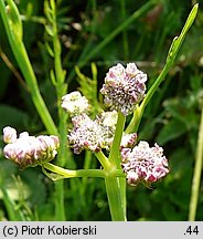 Oenanthe fistulosa (kropidło piszczałkowate)