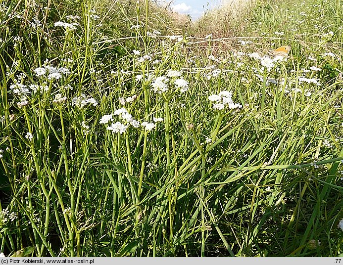 Oenanthe fistulosa (kropidło piszczałkowate)