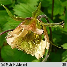 Geum rivale