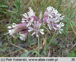 Silene vulgaris (lepnica rozdęta)