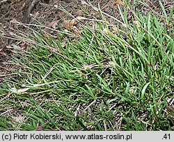 Gypsophila fastigiata