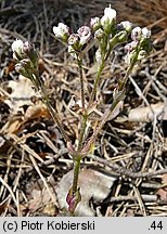 Gypsophila fastigiata