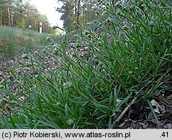 Gypsophila fastigiata