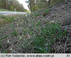 Gypsophila fastigiata