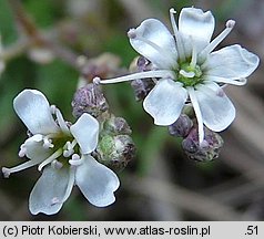 Gypsophila fastigiata