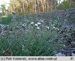 Gypsophila fastigiata