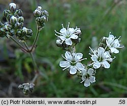 Gypsophila fastigiata