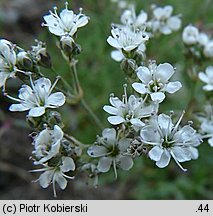 Gypsophila fastigiata