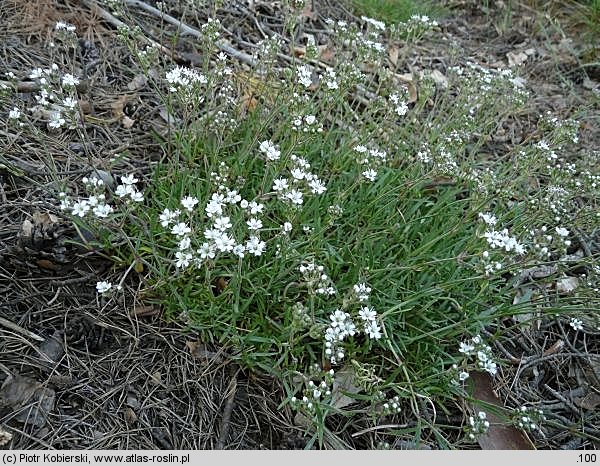 Gypsophila fastigiata