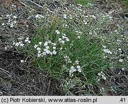 Gypsophila fastigiata