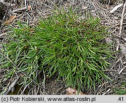 Gypsophila fastigiata