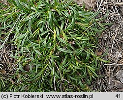 Gypsophila fastigiata