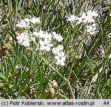 Gypsophila fastigiata