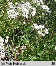 Gypsophila fastigiata