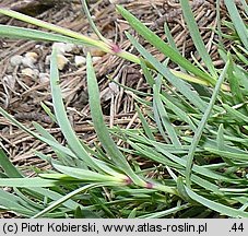 Gypsophila fastigiata