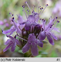 Thymus serpyllum