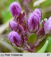 Thymus serpyllum