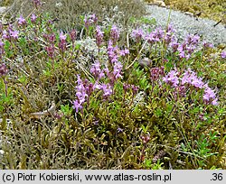 Thymus serpyllum