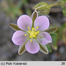 Spergularia rubra (muchotrzew polny)