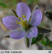 Spergularia rubra (muchotrzew polny)