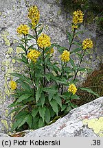 Solidago virgaurea ssp. minuta