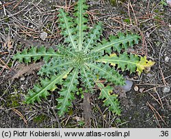 Carduus nutans (oset zwisły)