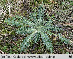 Carduus nutans (oset zwisły)