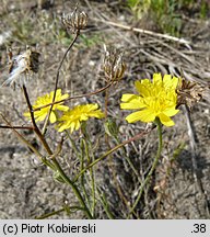 Crepis tectorum