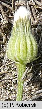 Crepis tectorum