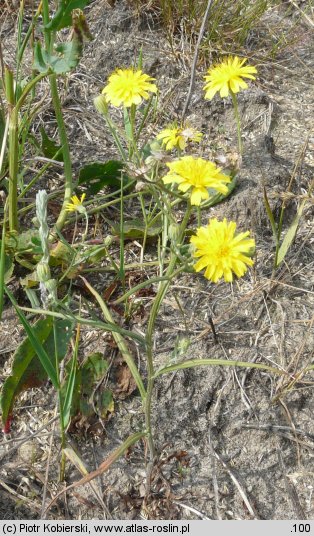 Crepis tectorum