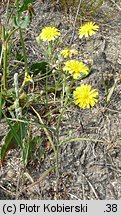 Crepis tectorum