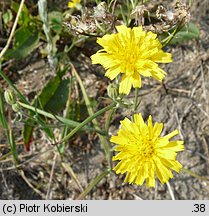 Crepis tectorum