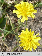 Crepis tectorum