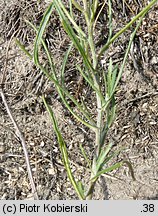 Crepis tectorum