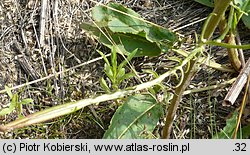 Crepis tectorum