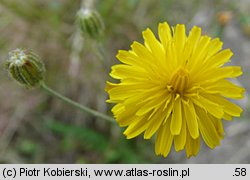 Crepis capillaris