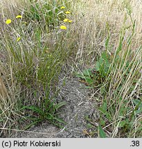 Crepis capillaris