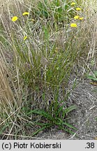 Crepis capillaris