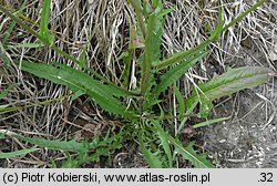 Crepis capillaris