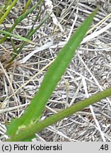 Crepis capillaris