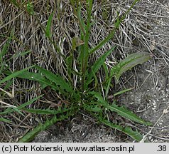 Crepis capillaris