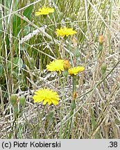 Crepis capillaris