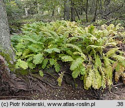 Matteuccia struthiopteris