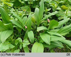 Allium victorialis (czosnek siatkowaty)