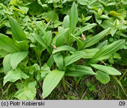 Allium victorialis (czosnek siatkowaty)