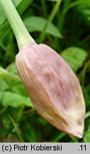 Allium victorialis (czosnek siatkowaty)