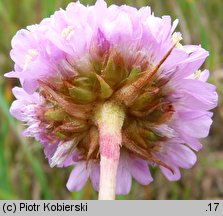 Armeria maritima ssp. elongata (zawciąg pospolity wydłużony)