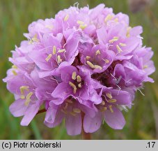 Armeria maritima ssp. elongata (zawciąg pospolity wydłużony)